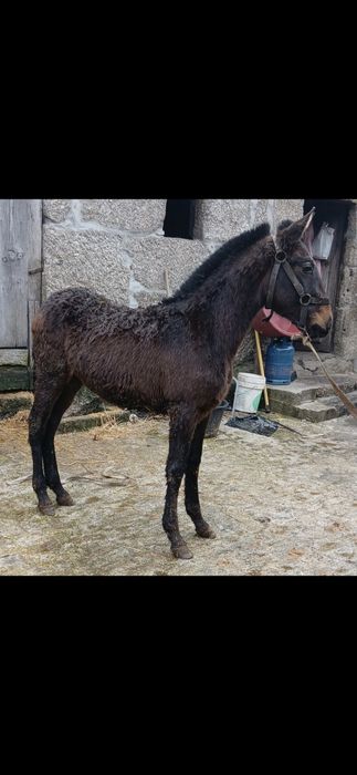 Vendo poldra PSL com 6meses