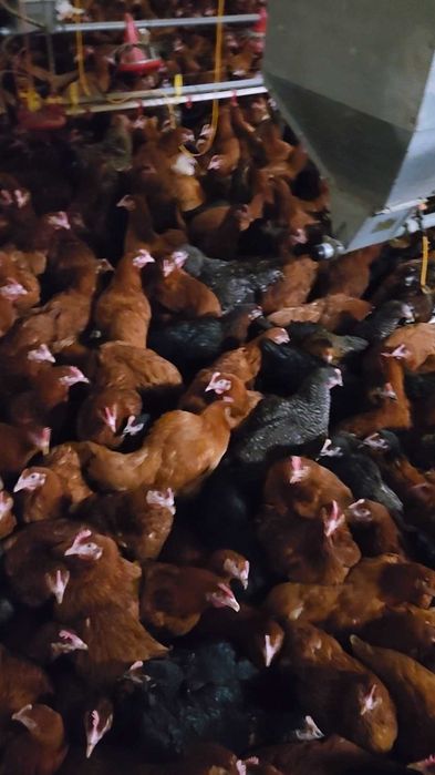 Kury Nioski z wolnego wybiegu Rossa Messa Sendy prosto od hodowcy !