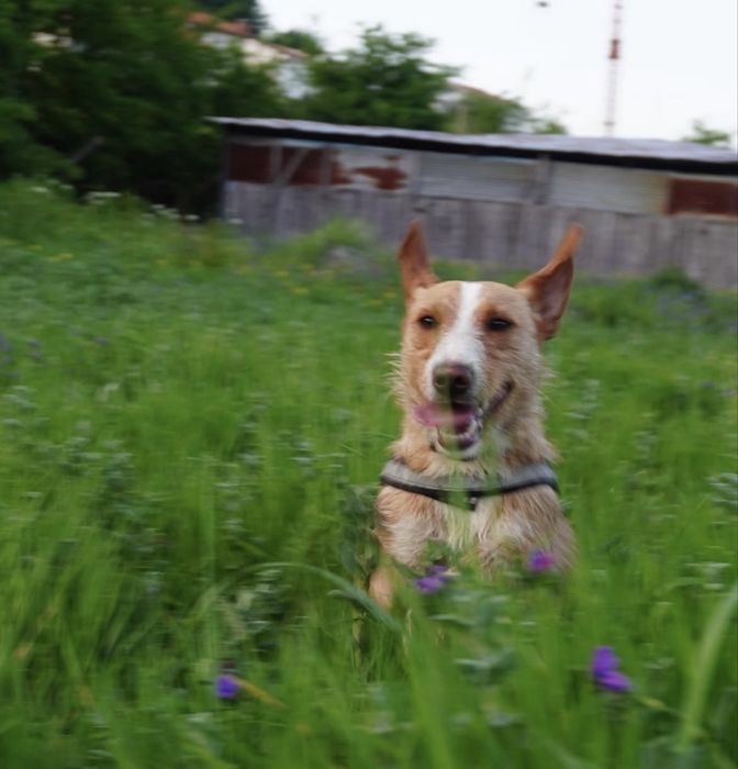 Cãozinho jovem para adoção responsável