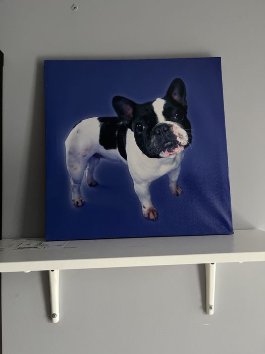 Nowy obraz Buldog Fracuski