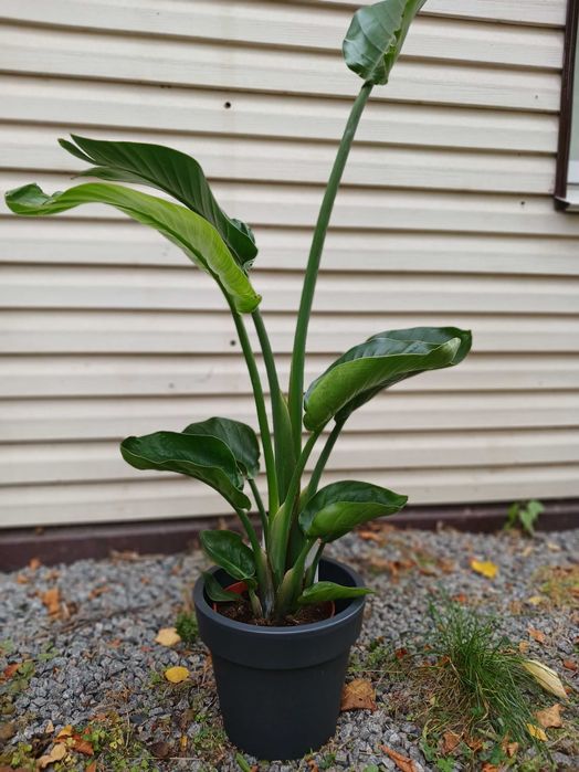 Квіти для інтерєру. Стреліція Миколая.