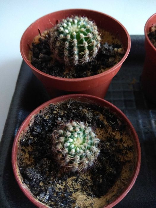 Кактус ехінопсис.