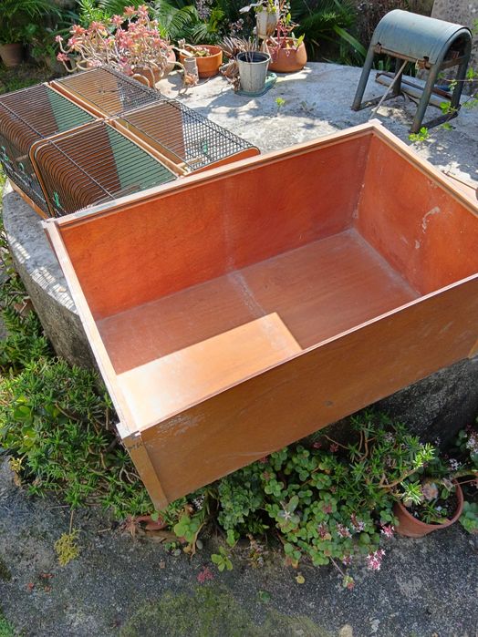 Transportadora pássaro