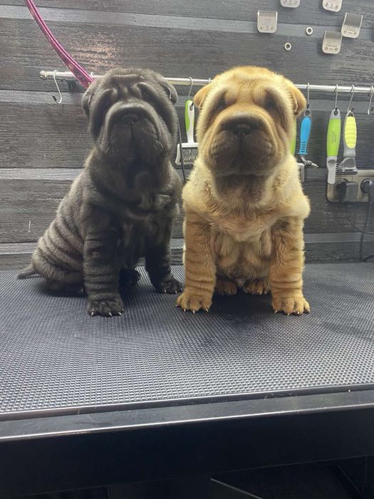 Продам дівчинку та песика породи Шарпей