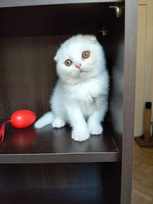 Scottish Fold macho