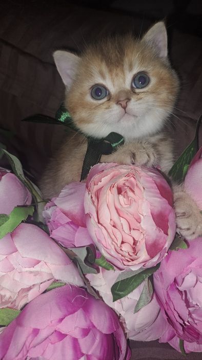 Маємо кошенят срібна шиншила