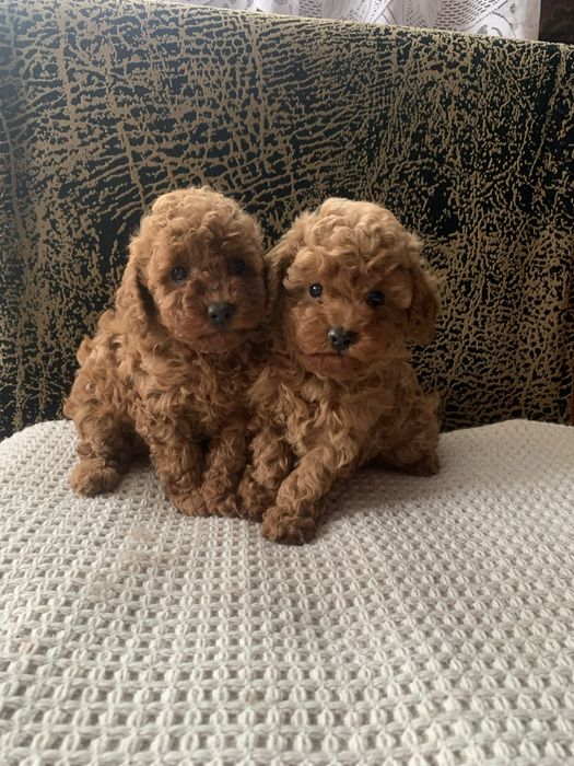 Той  пудель хлопчики