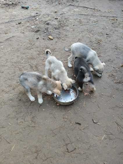 Oddam szczeniaki hasky z kundlem