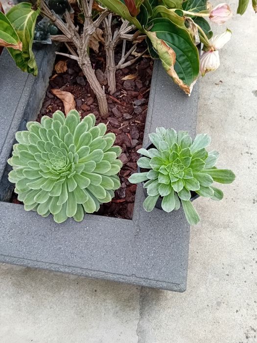 Suculentas promoção