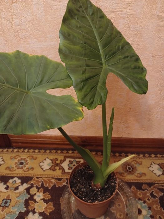 Продам комнатные цветы