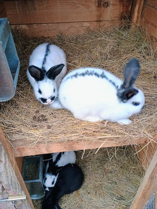 Króliki srokacze  niemieckie