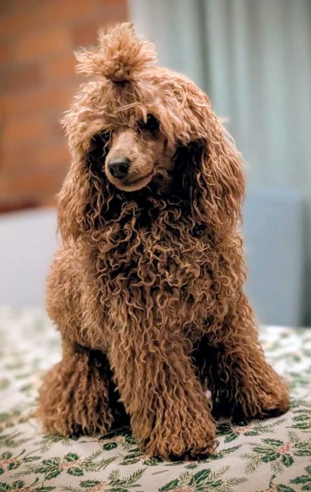 Maltipoo f1 z rodowodem