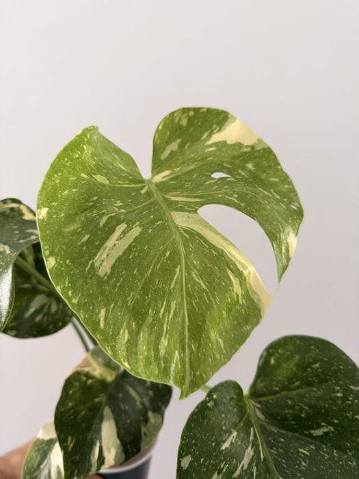 Monstera thai constellation