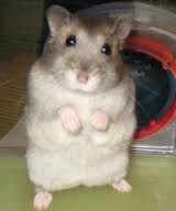 Милейшие джунгарские хомячки!