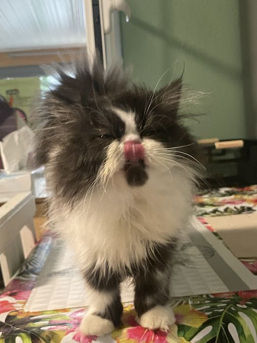 Gatinho persa meigo