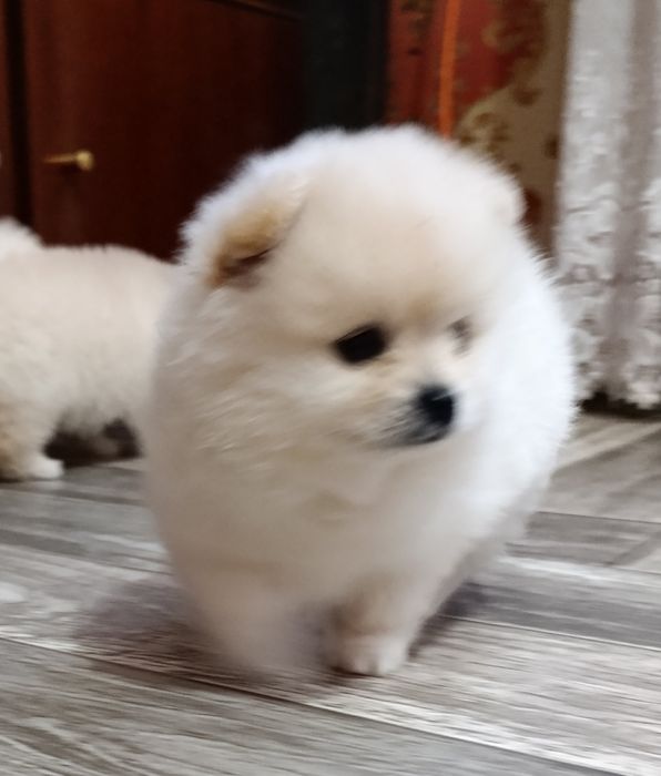 Цуценята померанський шпіц