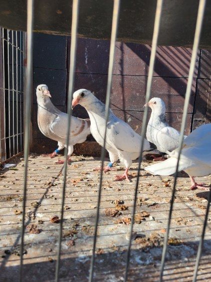 Pocztowe MŁODE gołębie