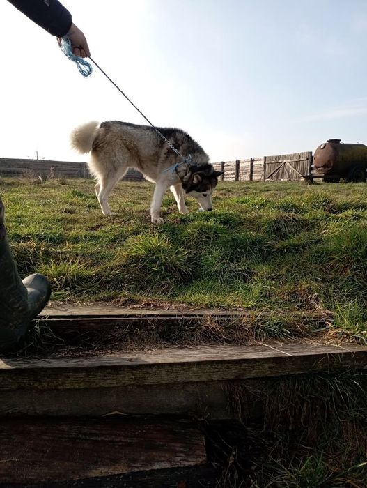 Продам Хаскі кобля