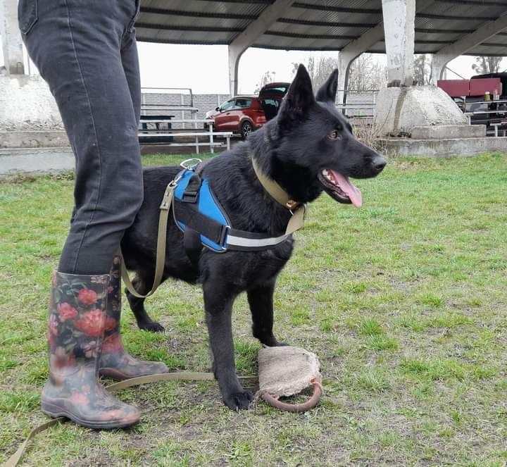 Щенки. Німецька вівчарка.