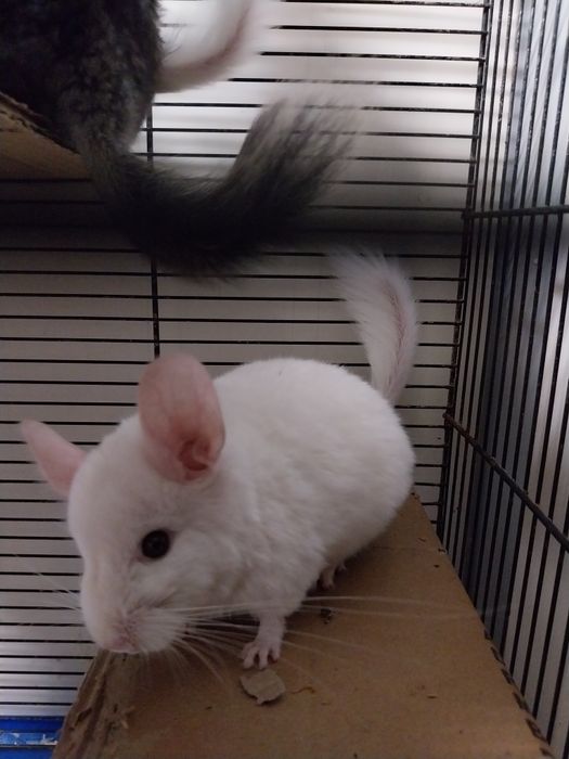 Szynszyla samczyk, chłopaki już dostępna