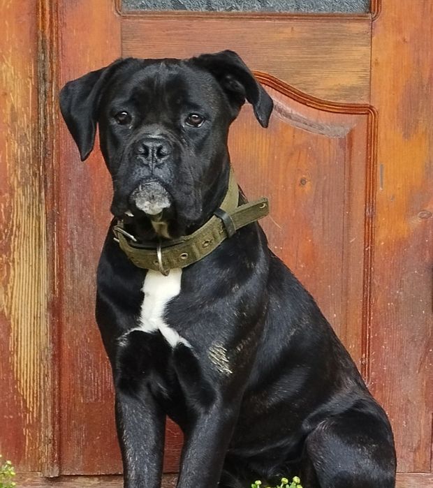 Кане корсо, собака, дівчинка