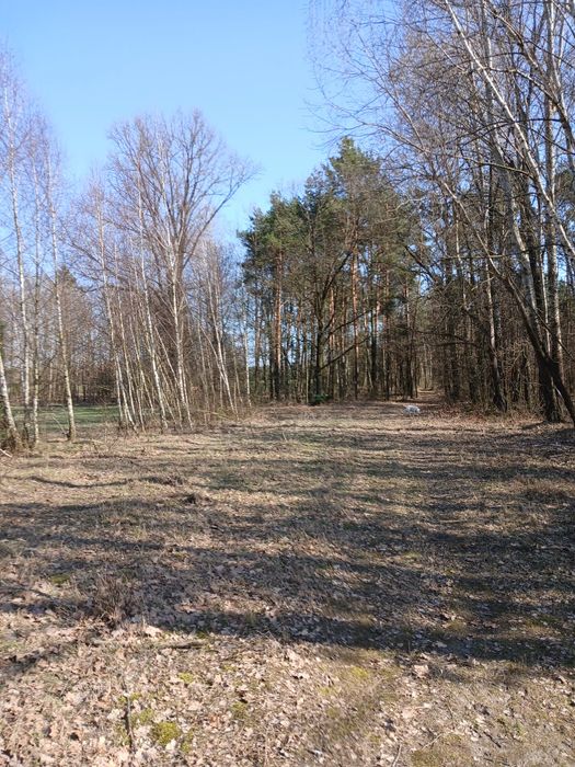 Dzialka rolna z ziemio i lasem