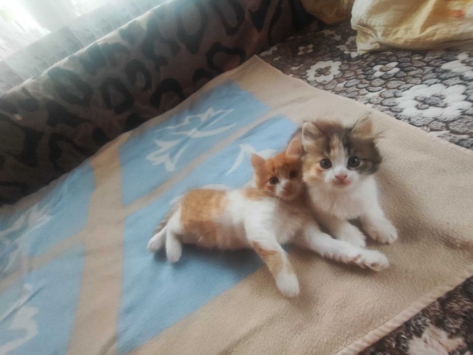 Віддам кошеня в добрі руки