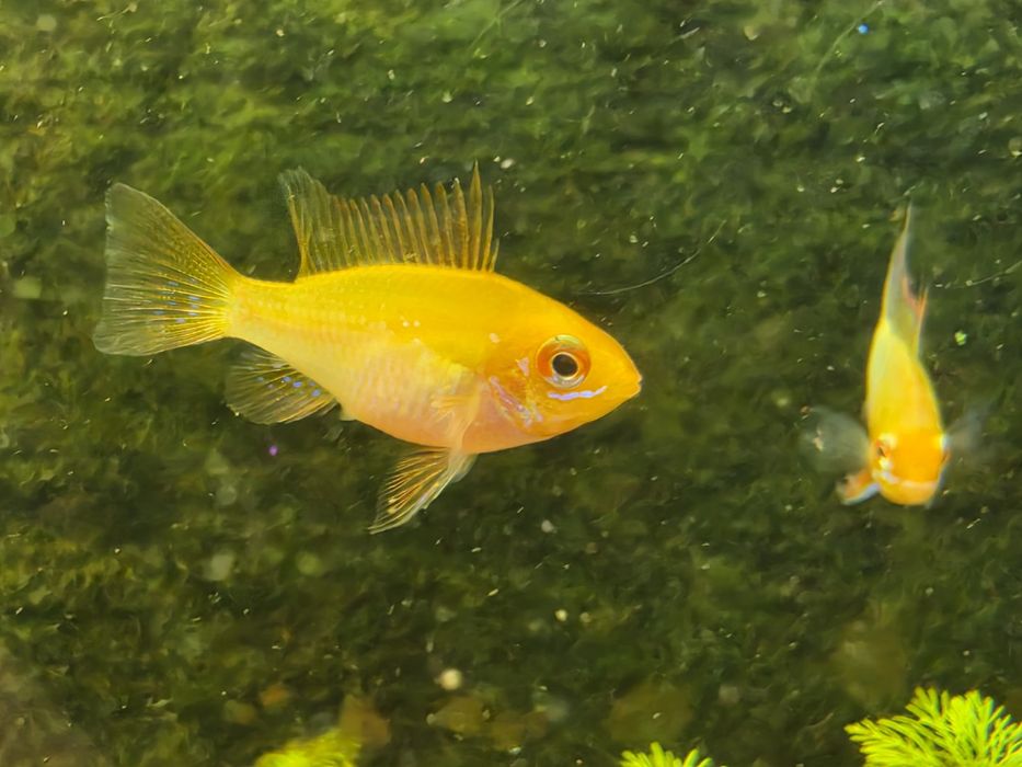 Ramirezi Gold (Mikrogeophagus Ramirezi)