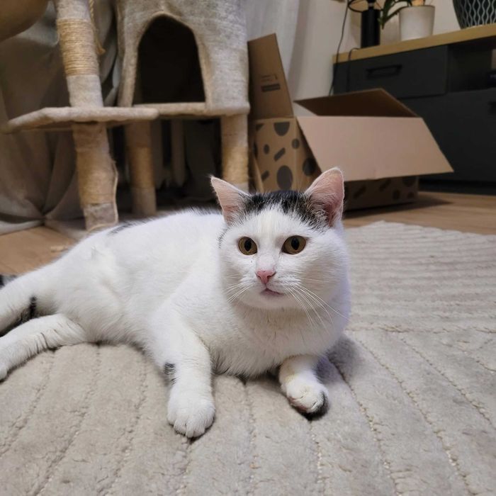 Kotka Jagusia - wdzięczna, łagodna, kanapowiec :)