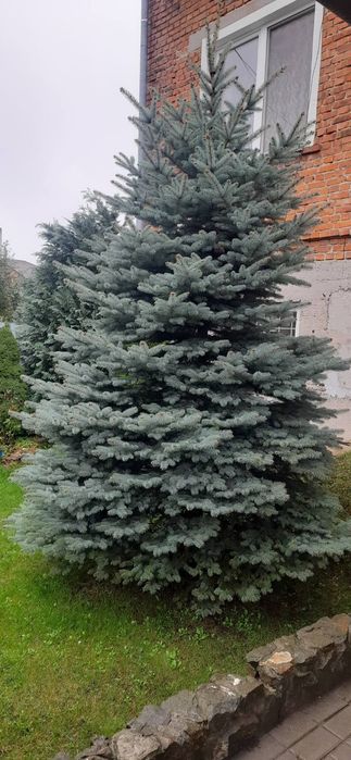 Ялинка блакитна сортова