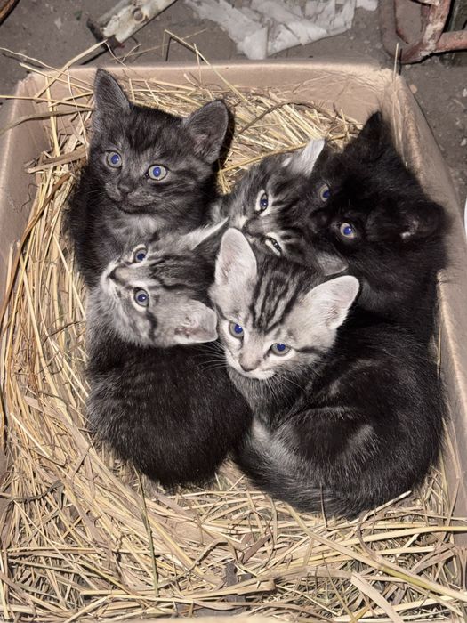 Кошенята, віддам в добрі руки безкоштовно