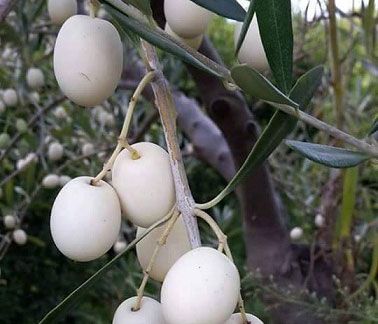 Oliveira de azeitona Branca - Para azeite ou curtir