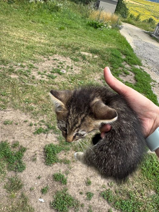 Віддам маленьке кошеня