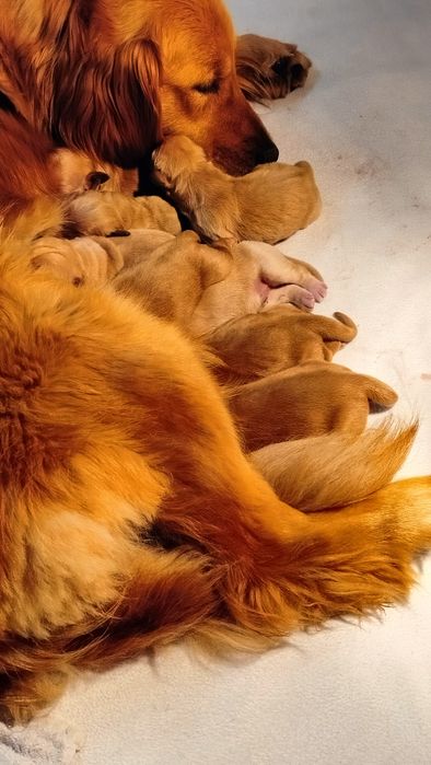 Golden retriever szczeniak