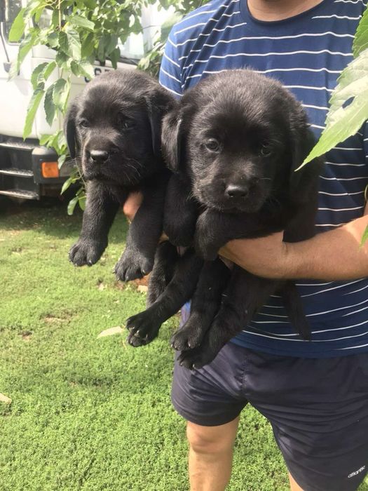 Продам цуценят Чорного Лабрадорв