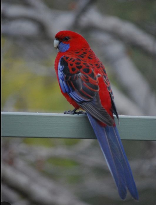 Troco rosela penante macho por azul