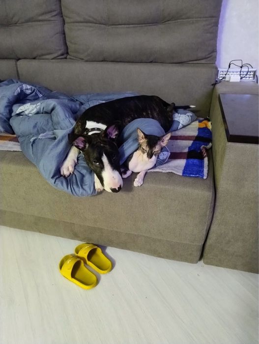 Цуценя Бультер`єра