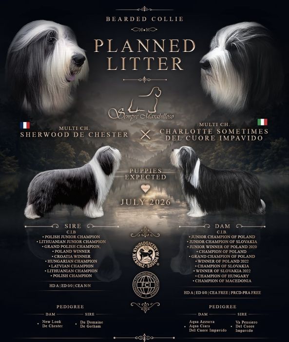 Bearded Collie FCI