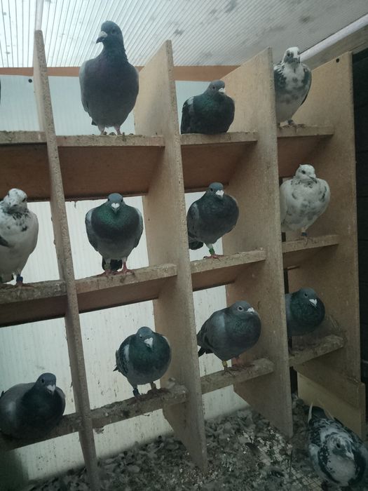 Gołębie pocztowe cała hodowla