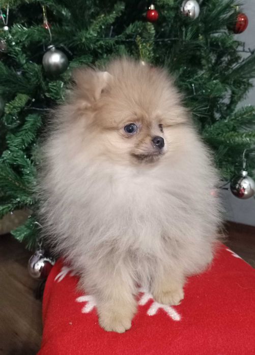 Bardzo słodka dziewczyna dla rodziny