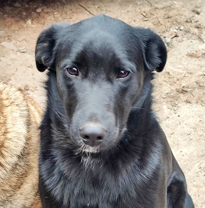 Собака девочка стерильная ищет семью