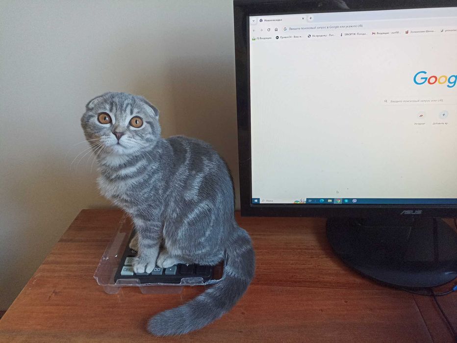 IT початківець дівчина