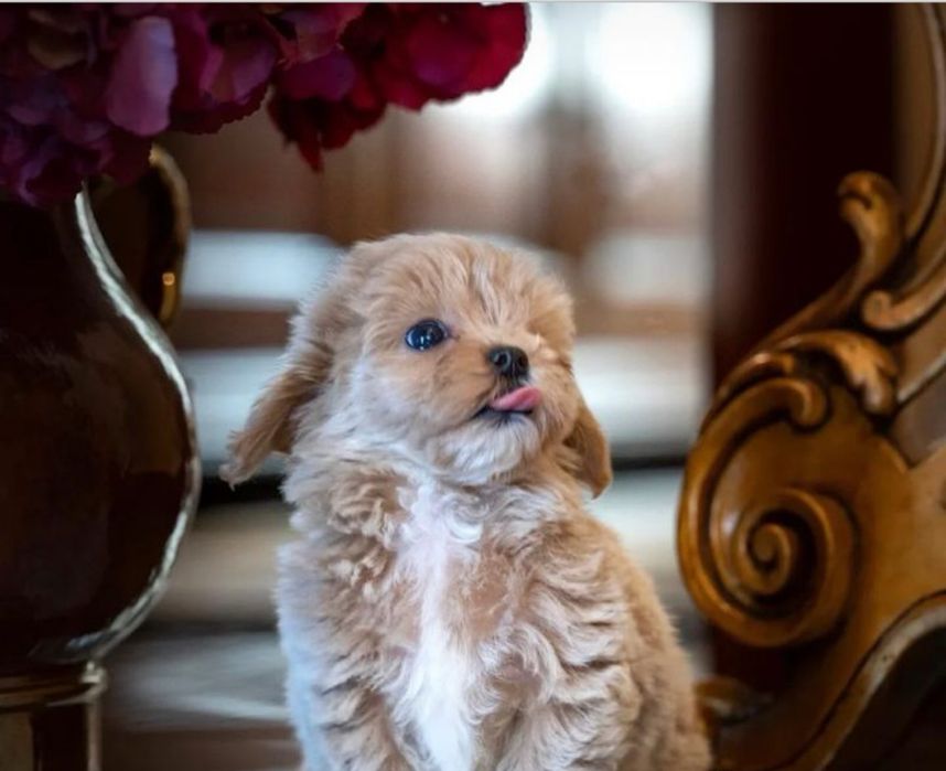 Мікро міні та стандарт Мальтіпу