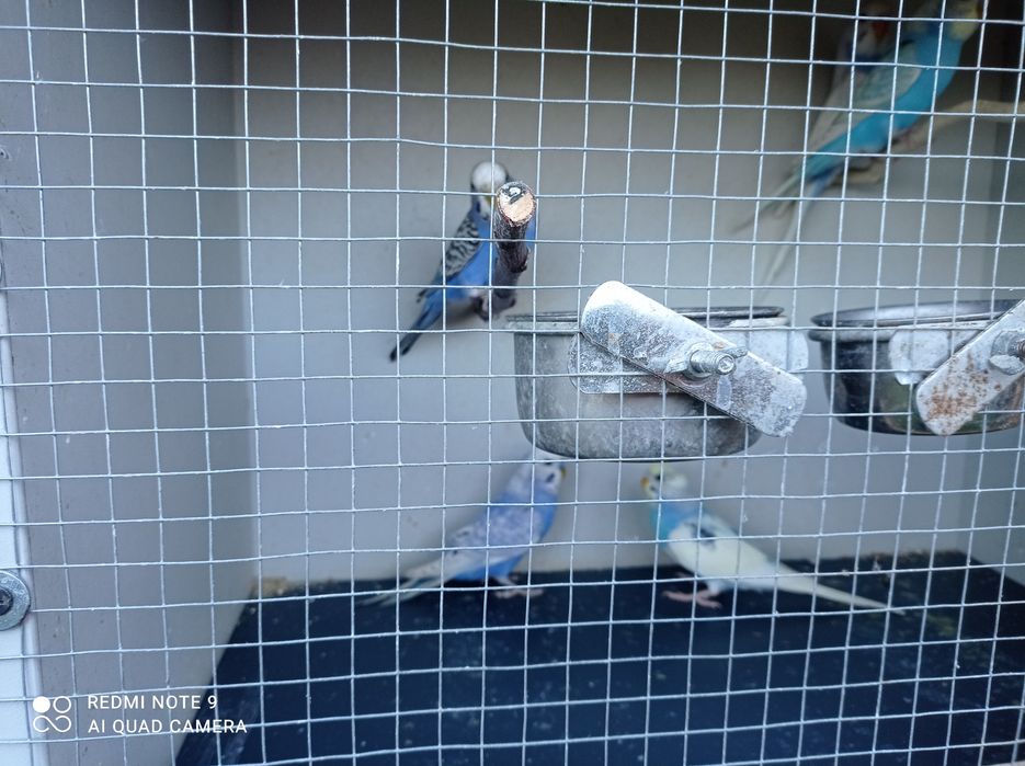 Papugi faliste różne kolory.