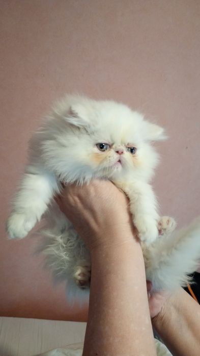 Mały  puszysty kłębuszek