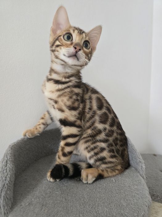 Kocurek Bengalski