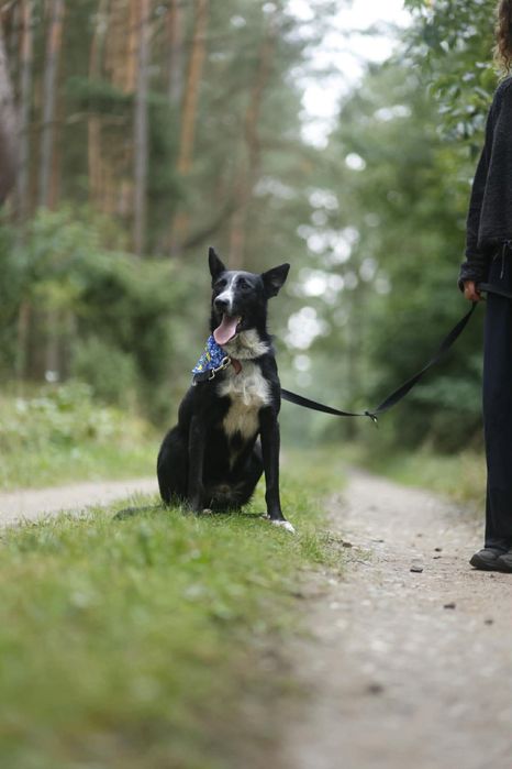 Adopcja ze schroniska - Dizel