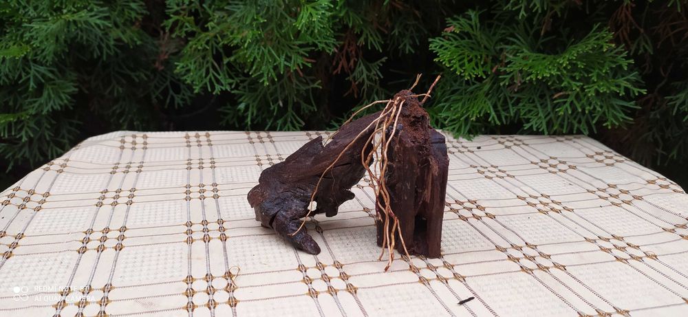 Korzeń mangrowca do akwarium-tonący!