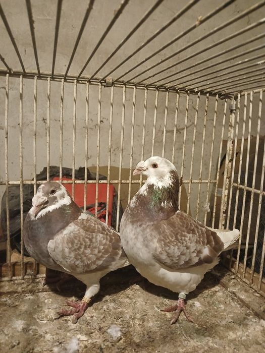 Gołębie staropolskie