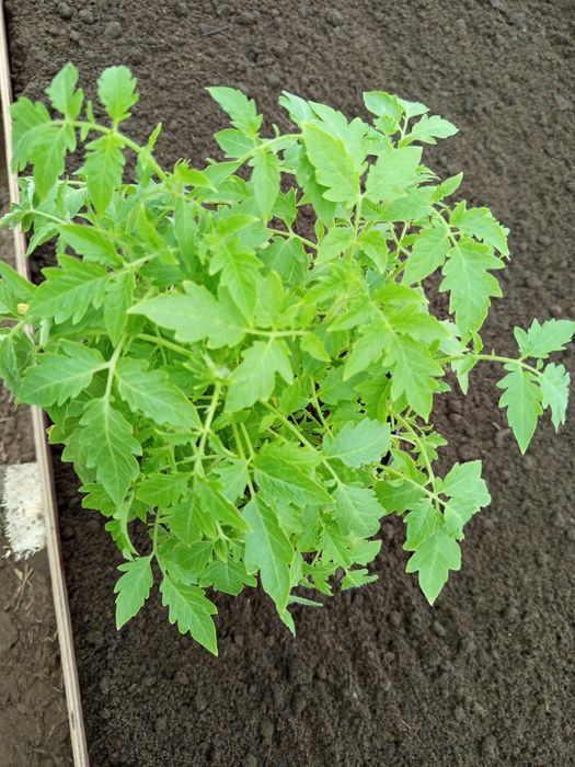 Sadzonki pomidora